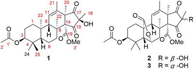 Andrastone A From the Deep-Sea-Derived Fungus Penicillium allii-sativi Acts as an Inducer of Caspase and RXRα-Dependent Apoptosis